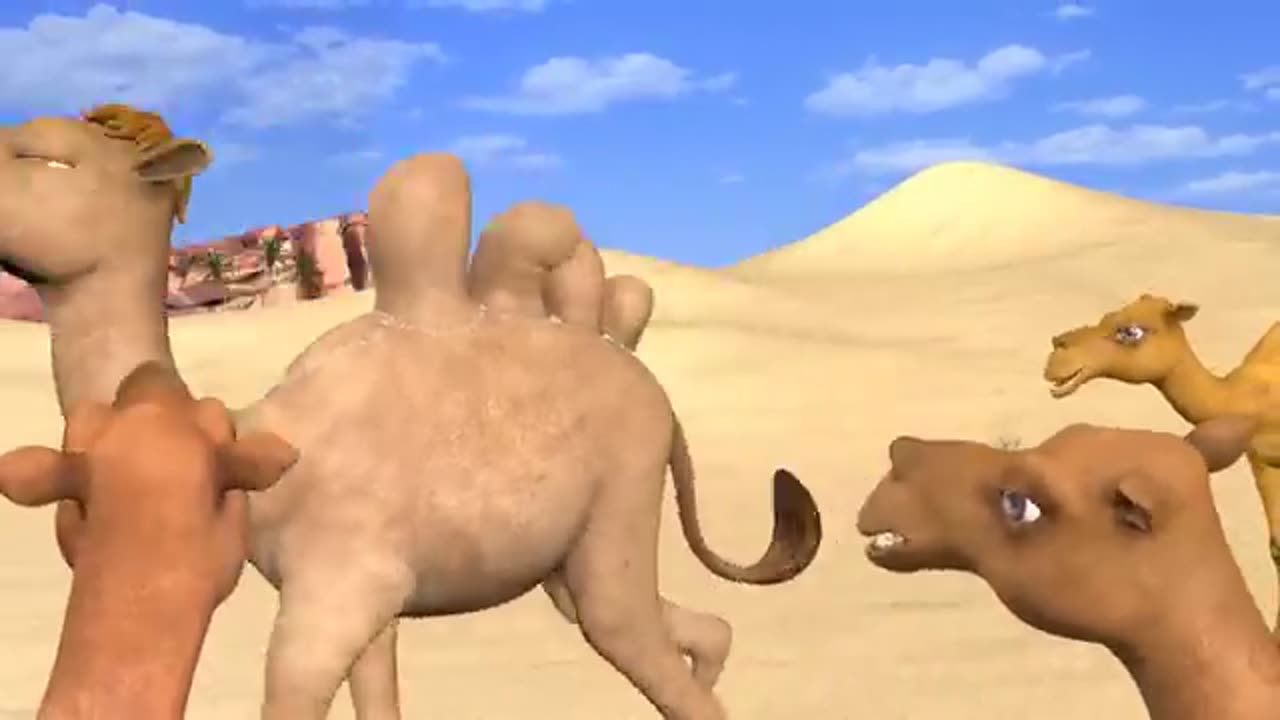 Camel video