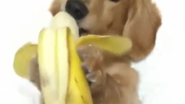 Have you seen a dog eating a banana?