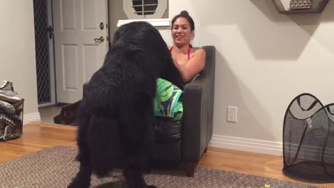 Massive Newfoundland Thinks He's A Tiny Lap Dog