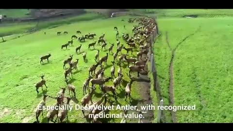 Farming Deer for Velvet