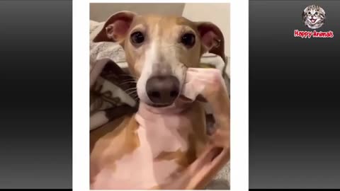 Funny animals vedio