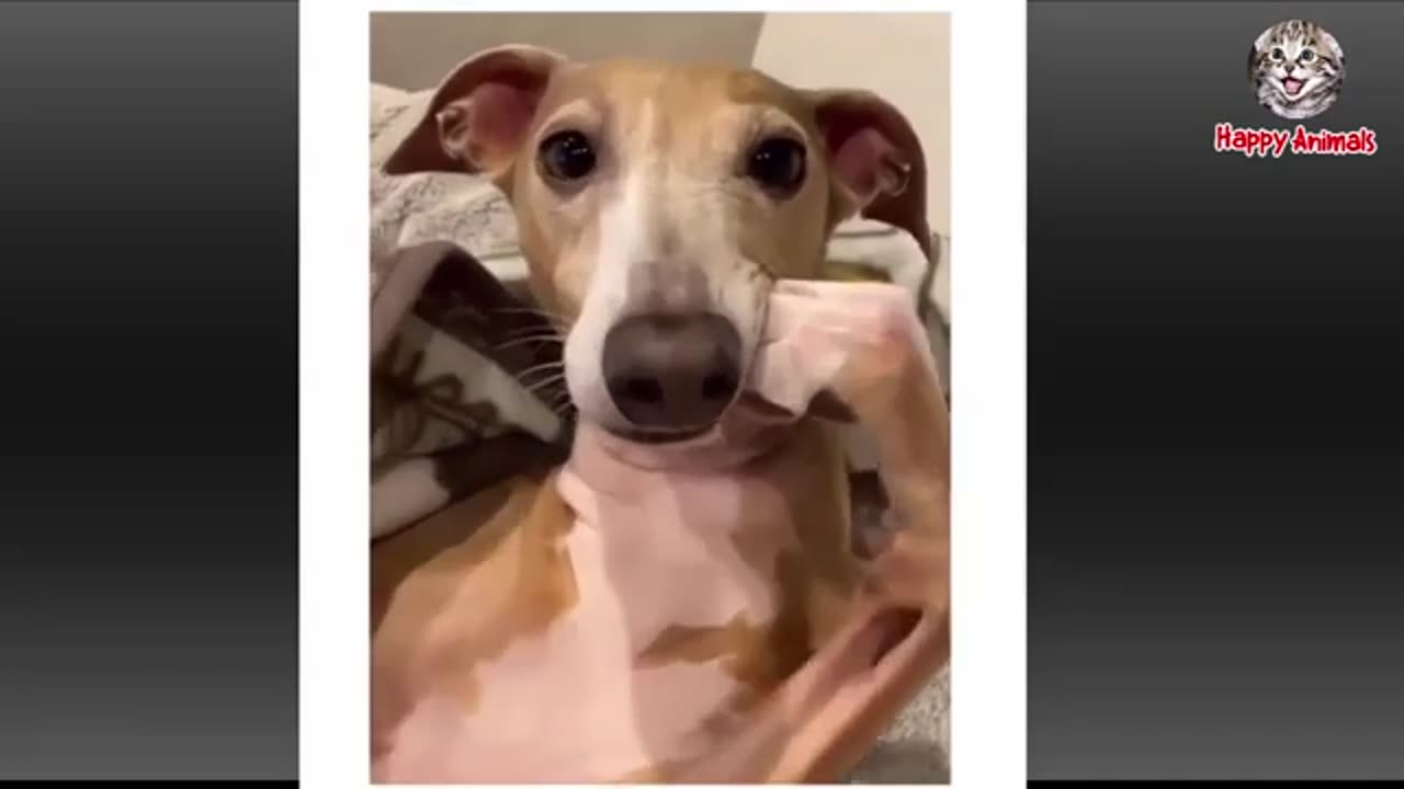 Funny animals vedio