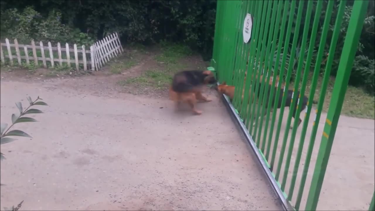 funny dog video