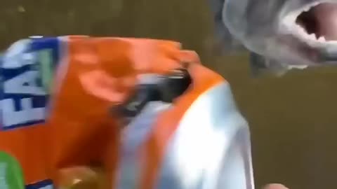 Most powerful bite Force