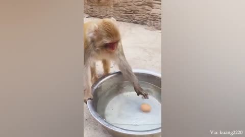 Animal video