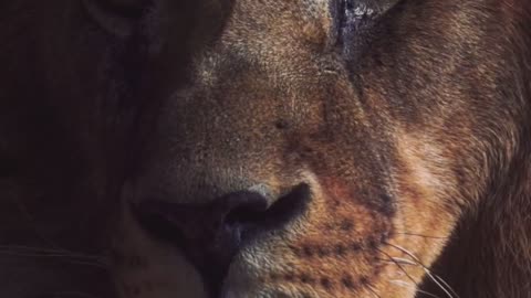 Motivational quotes mind blowing #rumble #rumblevideo #rumbletranding #1 ||
