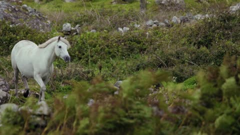 Beautiful white horse running in the nature