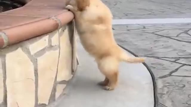 Funniest & Cutest Labrador Puppies - Funny Puppy Videos 2022