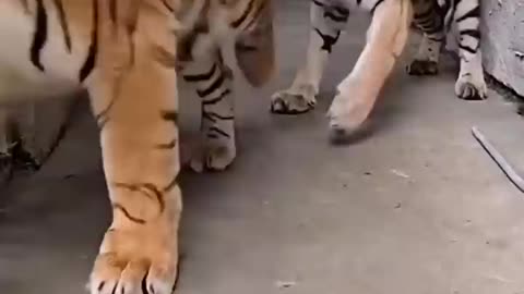 Tiger power