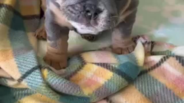 Cute funny puppy video