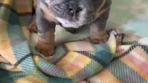 Cute funny puppy video