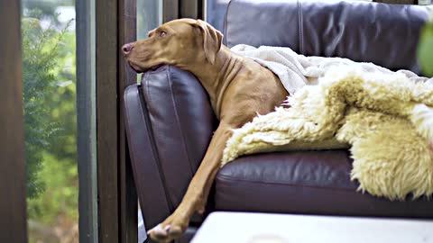 dog relaxing on a sofa