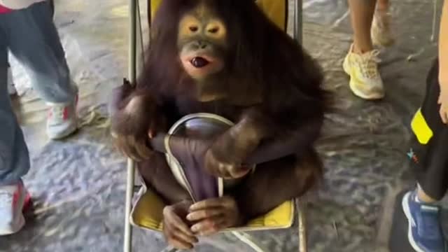 Giving birth to zoo monkeys