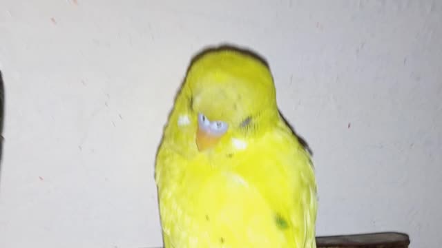 Parrot at home super pat parrot in the home