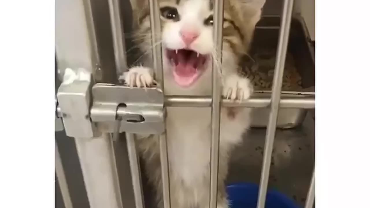 Funny cat videos