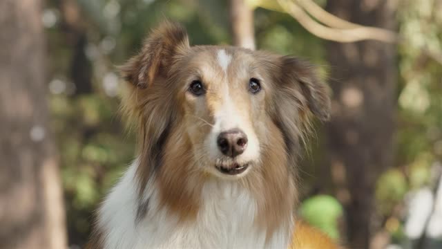 Dog licking nose funny video