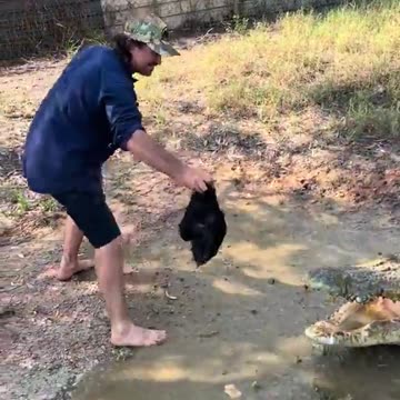 Feeding a massive crocodile