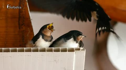 Barn Swallow song