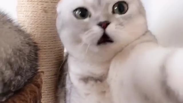 Funny pet video cat