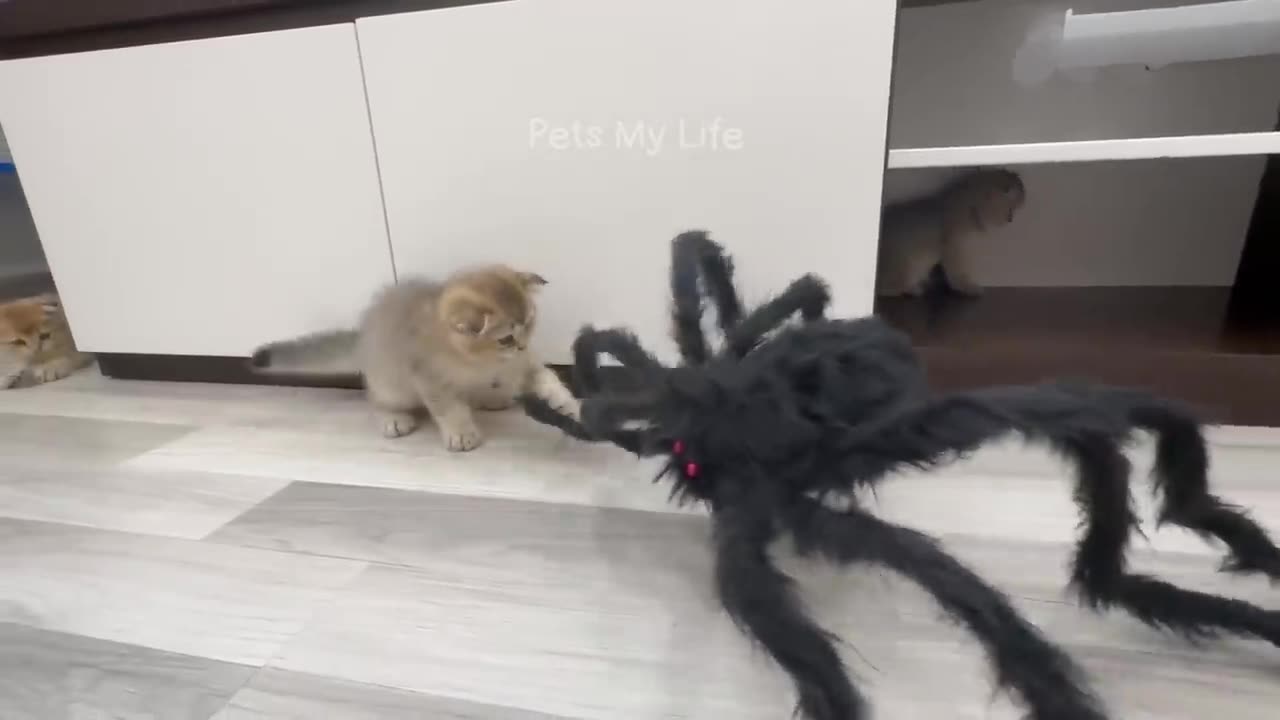 New Funny Animals 2023 😍😁 Funniest Cats and Dogs Videos 😹🐶 Part 11