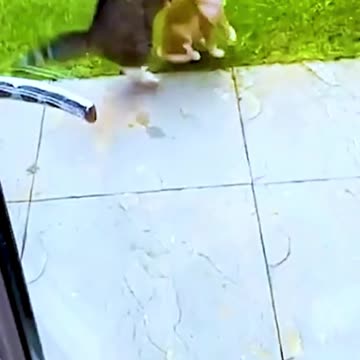 I'm a Gangster 😾😾😾