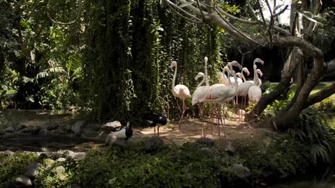 a group of white swans........