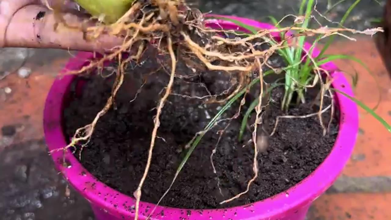 New grafting techniques to harvest guavas and watermelons on a single tree!