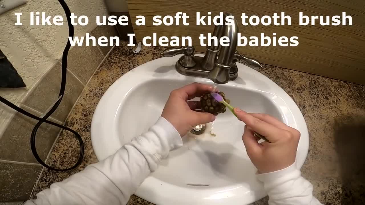 We Found a Baby Tortoise! - Morning Routine-18