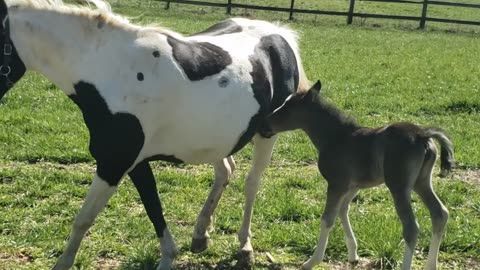 TWO BABY HORSES ON THE FIRST DAY OF SPRING 2023