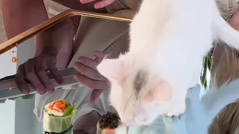 Feeding A Cat $10 Vs $10, 000 Sushi