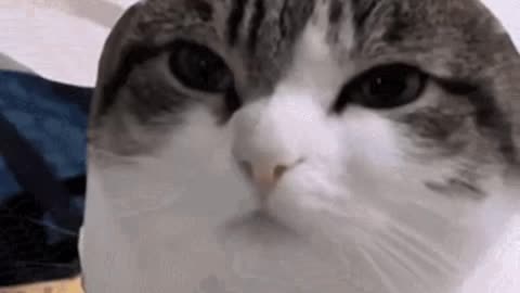 Cute Cat Gif