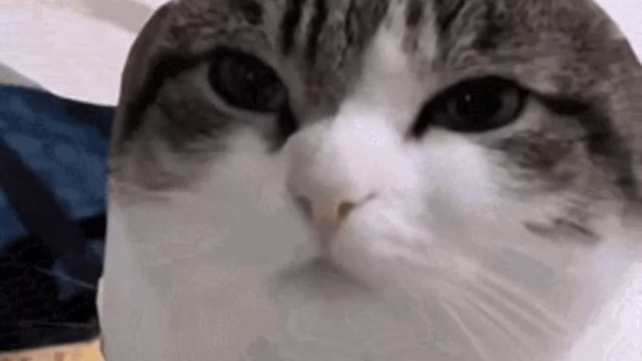 Cute Cat Gif