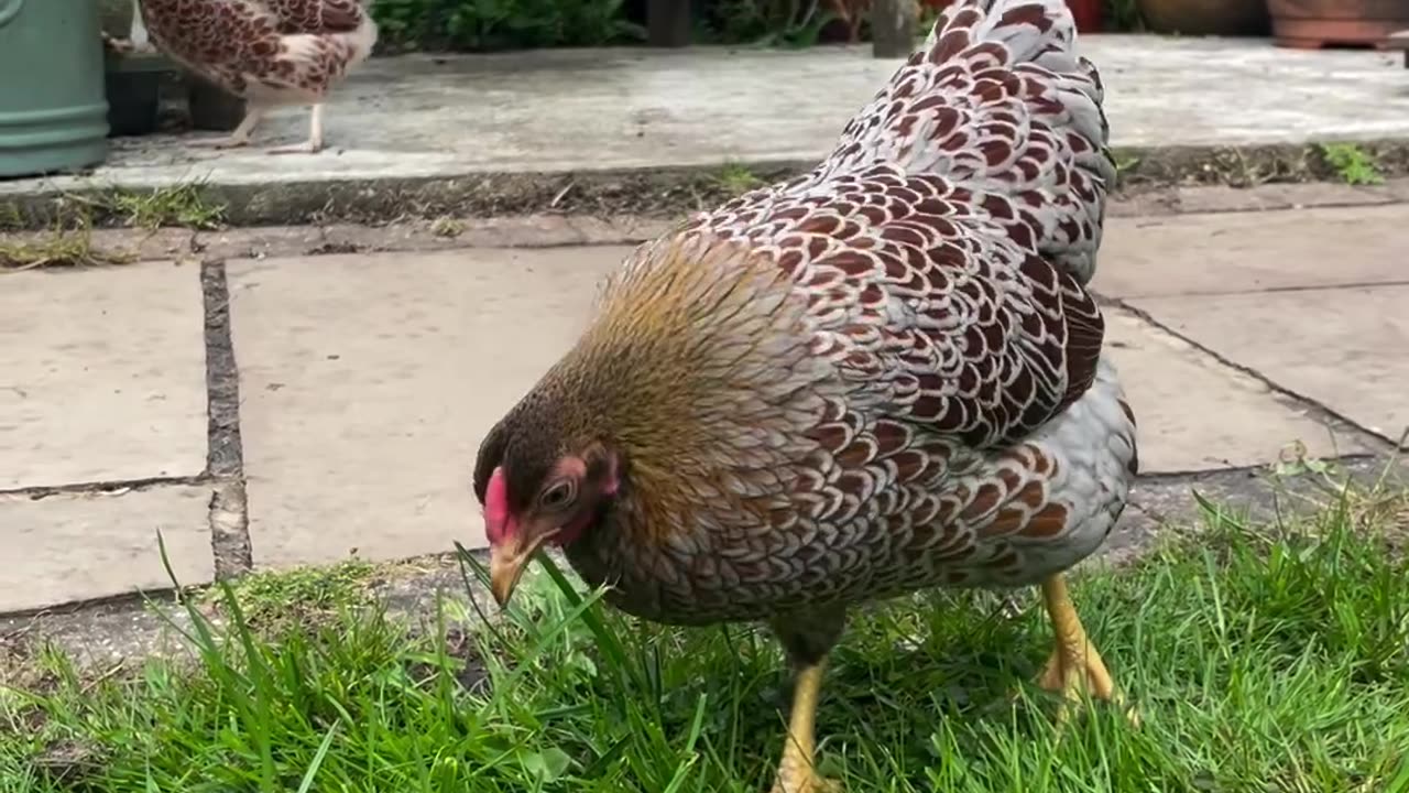 It is a very beautiful hen and baby