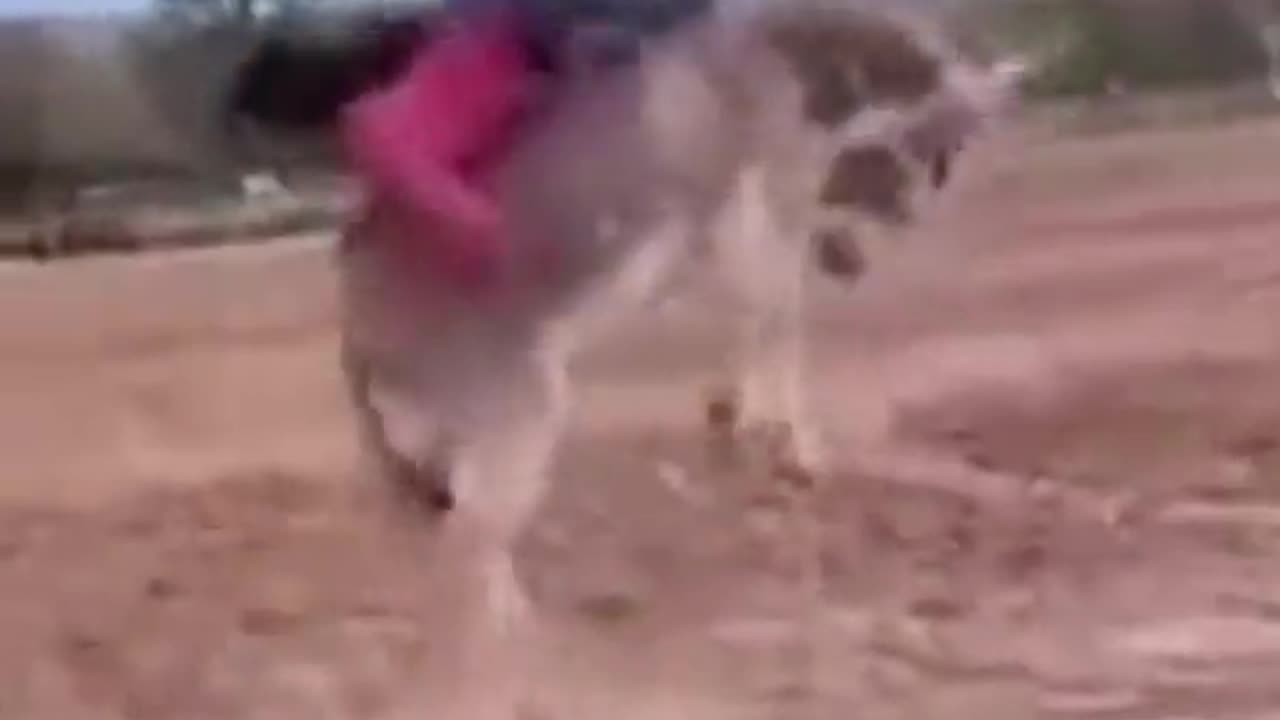 Most Funny Donkey Video |