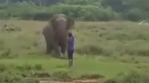 Di injak gajah