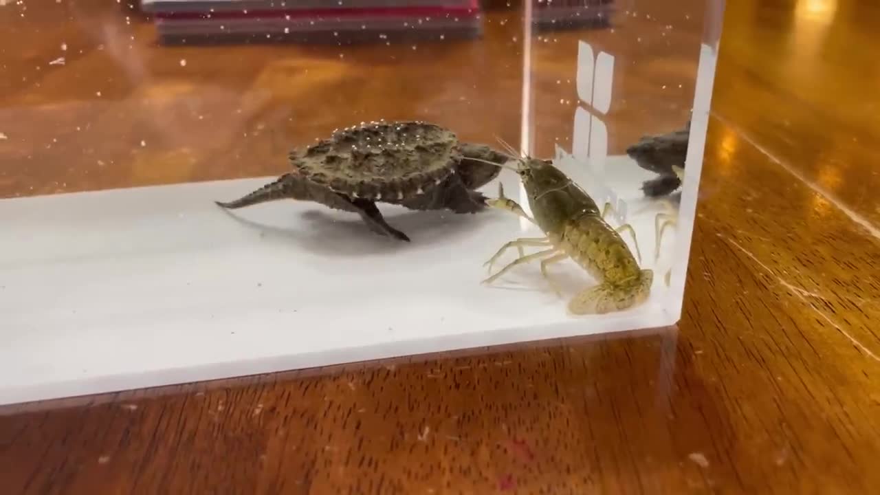 Baby Snapping Turtle vs Crayfish9