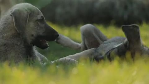 Happy dogs