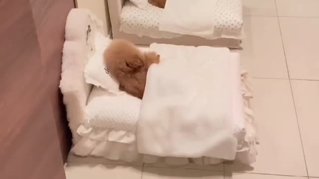 Cute poodles in their beds