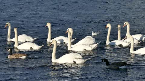 Water birds