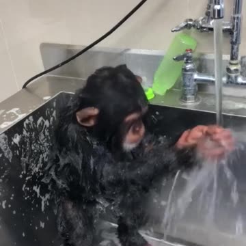 The beautiful monkey washes his face