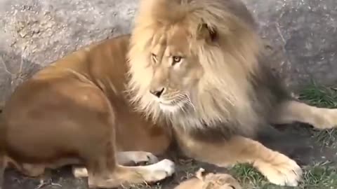 Funny lions