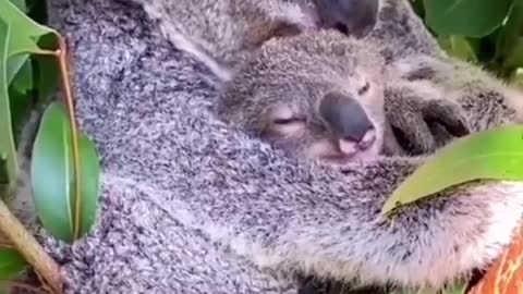 funnyvideos#cute#animals