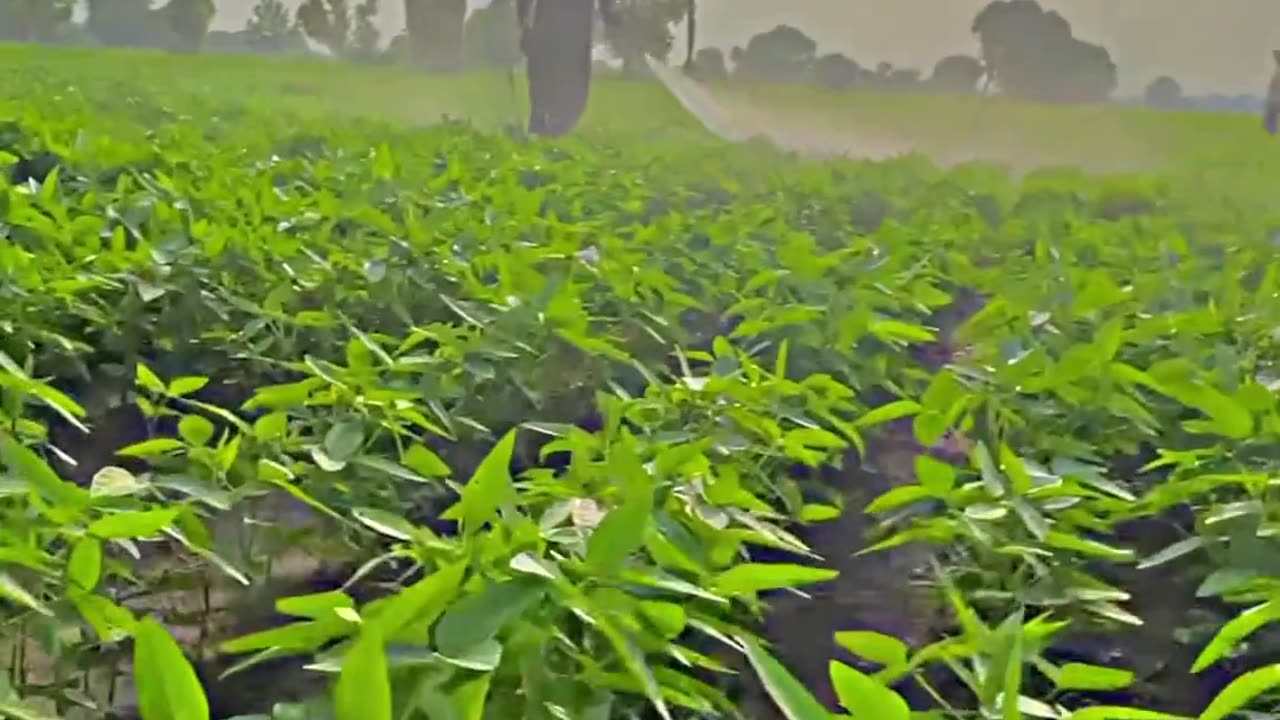 Funny video vairal short##