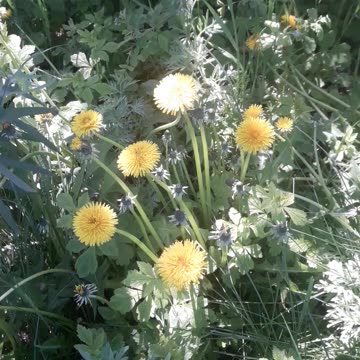 Dandelions in spring