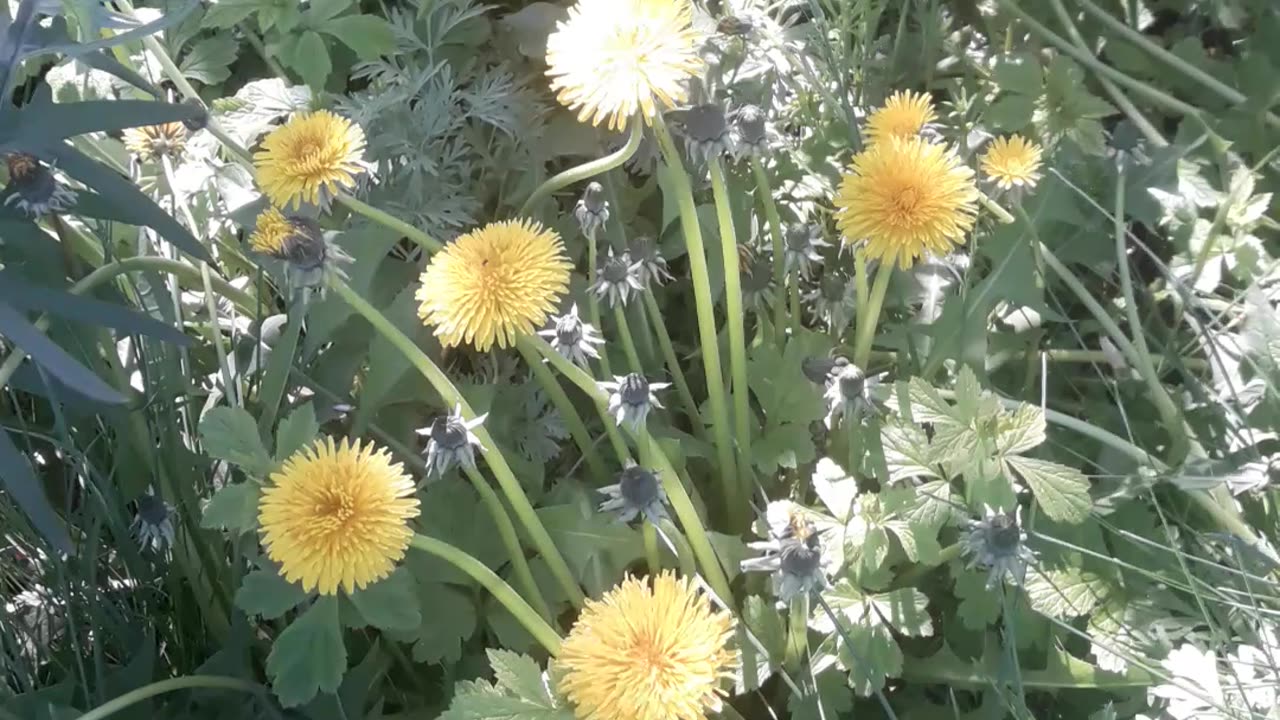 Dandelions in spring