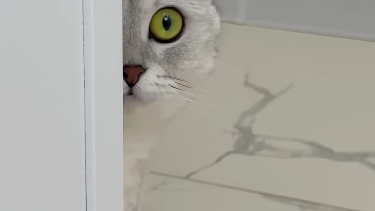 Clever cat action short video