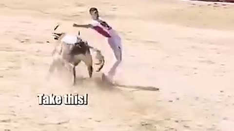 Bull Fighting