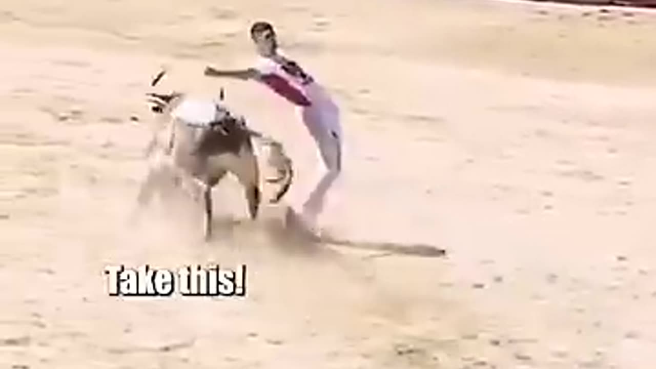 Bull Fighting