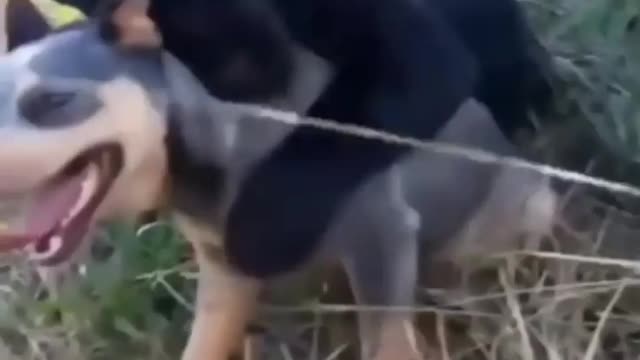 Dog buddy Is that a black lab ....WAIT WHAT !