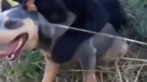 Dog buddy Is that a black lab ....WAIT WHAT !